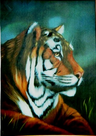 [ Tiger  ]