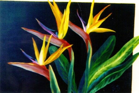 [ Bird of Paradise in window]